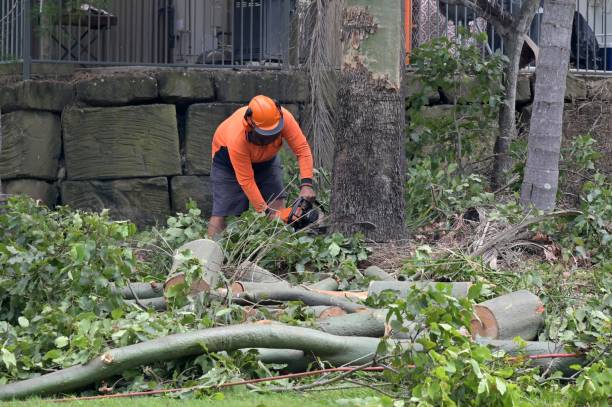 Trusted Gurdon, AR Tree Services Experts